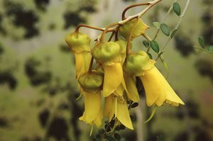 South Island Kowhai